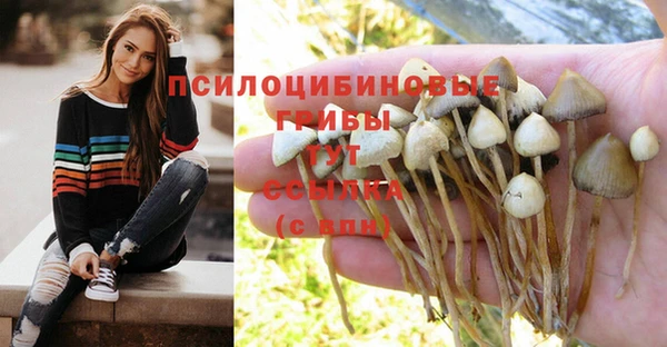 шишки Дмитров